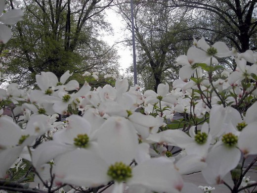 A Lovely Bed Of Dogwood Blooms.