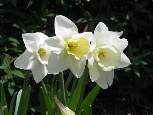 THE DAFODIL. A SURE SIGN THAT SPRING IS IN THE AIR.