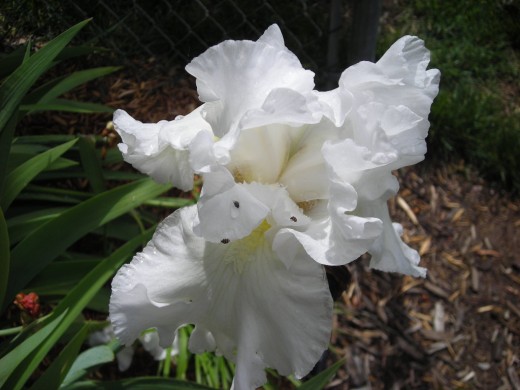 WHITE BEARDED IRIS.