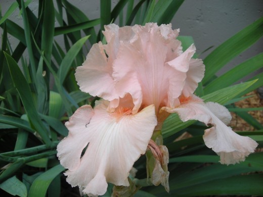 PEACH BEARDED IRIS
