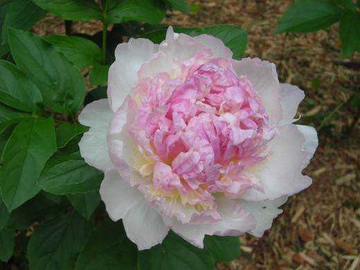 A SOFT PINK PEONY NOT QUITE FULLY OPEN!