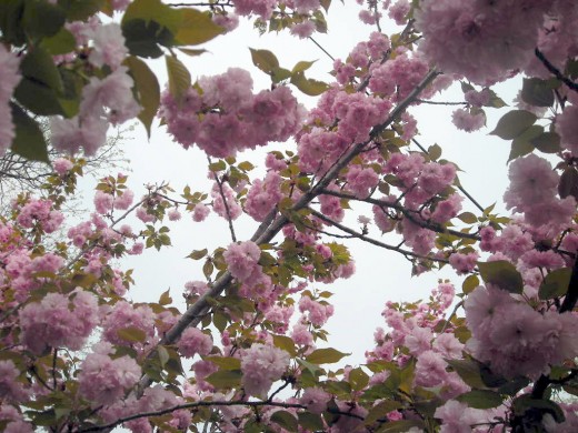 MORE CHERRY BLOSSOMS. THIS TREE WAS SPECTACULAR THIS YEAR!