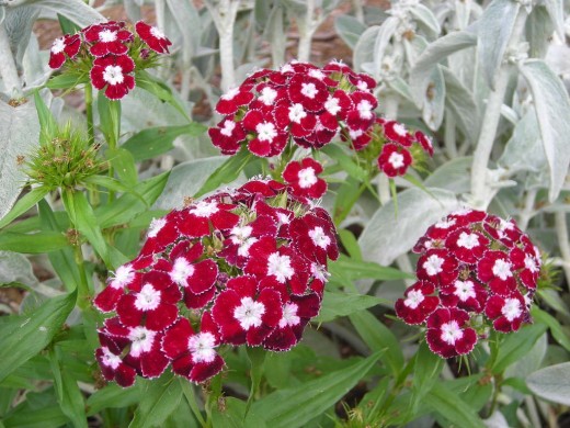 OH SWEET WILLIAM.