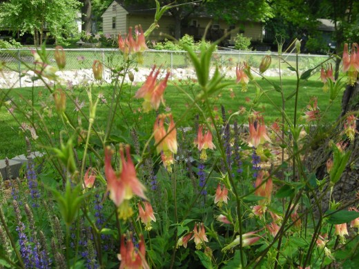 COLUMBINES IN THE BREEZE.