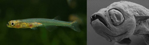 Minnow with fangs
