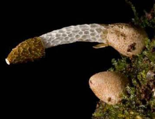 Two inch mushroom