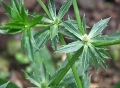 Mexican Coriander or Chadon Beni