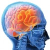 brain support profile image