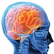 brain support profile image