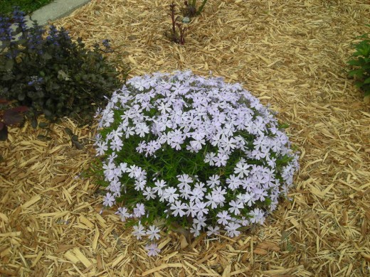 ONE OF OUR EARLIEST BLOOMERS.