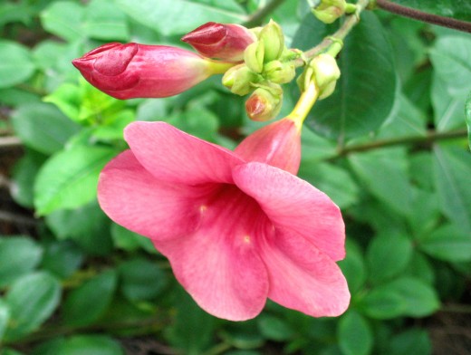 Allamanda Flower, copyright Tan Pratonix