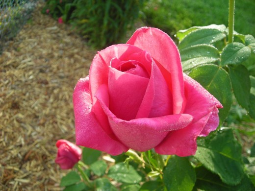 MISS ALL AMERICAN BEAUTY. VERY PROLIFIC BLOOMER.