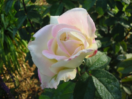 GARDEN PARTY. THIS IS MY FAVORITE. BLOOMS IN HEAPS!