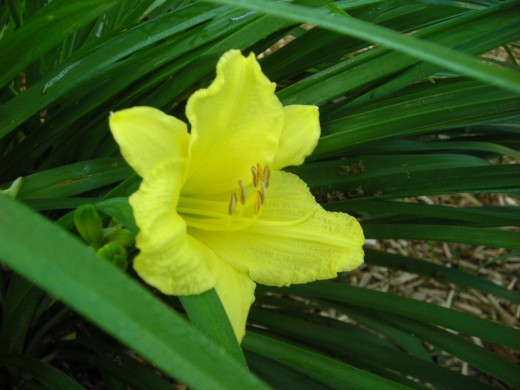 STELLA D'ORO. OUR FIRST DAYLILY. BLOOMS GALORE.