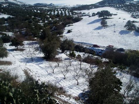 Peach orchard and olive trees in the snow