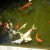 Koi Pond Koi Pond