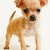 chihuahua chihuahua