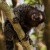 marmoset monkey marmoset monkey
