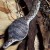 African egg-eating snake African egg-eating snake