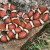 milk snake with venom deadly to humans milk snake with venom deadly to humans