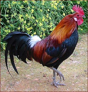 Red Jungle Fowl. All chickens in existence today originated from Red Jungle Fowl from South America.