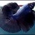 Dark Blue Halfmoon Betta Dark Blue Halfmoon Betta