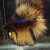 Dark Brown Halfmoon Betta - light brown fin with dark brown tip Dark Brown Halfmoon Betta - light brown fin with dark brown tip