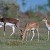 antelopes antelopes