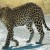 leopard leopard