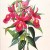 orchid orchid