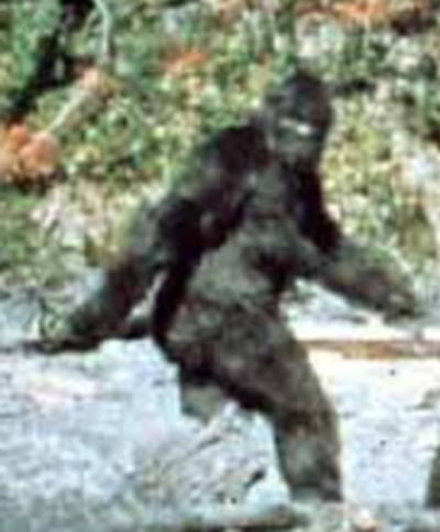 Bigfoot is a rare sight in Northern California these days.