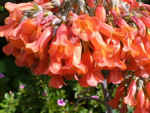 Bryophyllum flowers