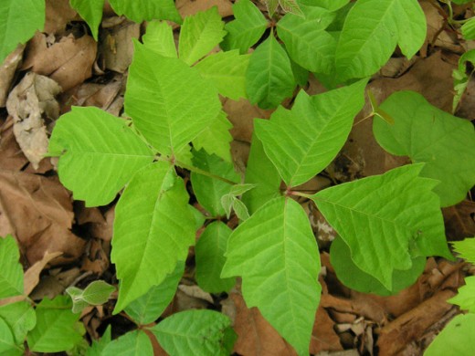 Leaves of three, let it be. Poison ivy grows larger, faster, and more virulent with higher atmospheric CO2 levels. Photo by blmurch.