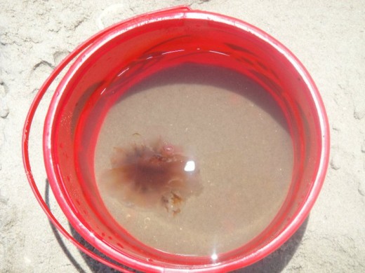 Jellyfish found off of a Corolla beach in the Outer Banks