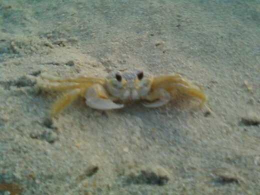 A ghost crab of the Outer Banks