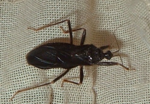 Assassin Bug (Reduvius personatus)
