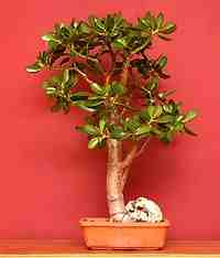 crassula ovata for indoors