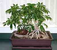 schefferie arbonica alos for indoor cultivation