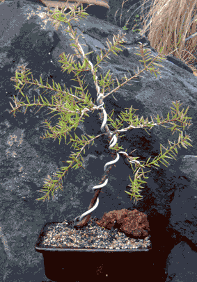                                        Showing use of heavy wire in bonsai