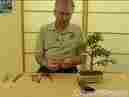 A Bonsai Master at work