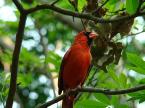 Working RED Bird