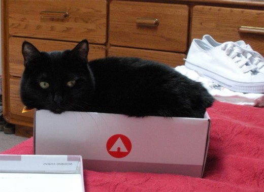 Soot says, "See? I knew I'd fit in this box!"