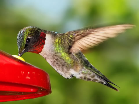 A beautiful hummingbird