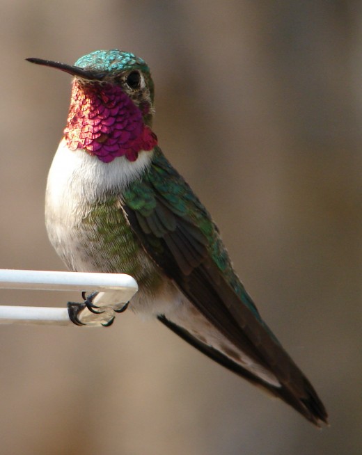Ruby throated humming birds