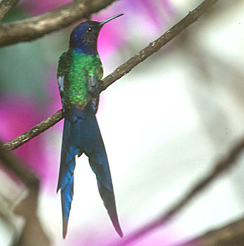 Swallow tailed green humminbird found in Brazil