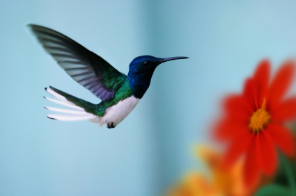 A hummingbird searching for nectar from flowers