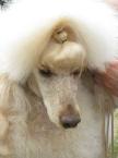 This is vert similar to what my Chee-Chee looked like.