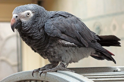 Timneh African Grey Parrot - World's Most Intelligent Bird with the Highest Avian IQ Ever Recorded. Image Credit: Peter Fuchs, Wikipedia Commons