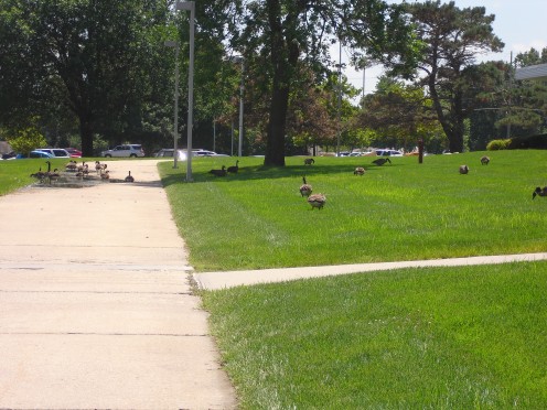 Those are the geese on my work's lawn. I took the picture from far far away!