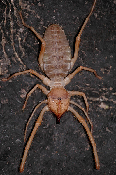 Sunspider - belongs to solifugid family just as a camel spider. Image credit: Braboowi, Wikipedia
